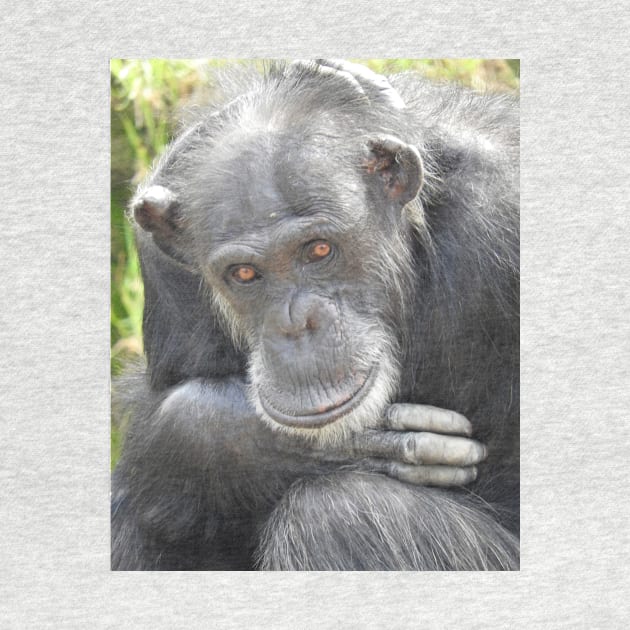 Chimpanzee by kirstybush